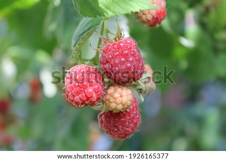 Fresh and sweet red raspberries branch on raspberry fruit garden background. Ripe organic raspberries harvest grow on farm plantation. Delicious red rasp berries bush closeup on orchard background