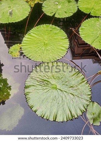 Fresh sweet water aquatic floating flowering plant. Lotus leaf. India subcontinent Bangladesh tropical plants.  Ludwigia sedioides.