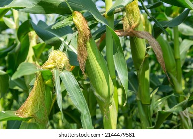 Fresh Sweetcorn Cob On Plant Ready To Harvest