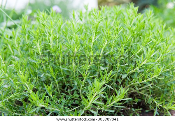 Fresh tarragon in a herb\
garden.