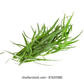 Fresh Tarragon Herb Isolated