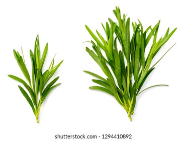 fresh tarragon herb isolated on the white background, top view