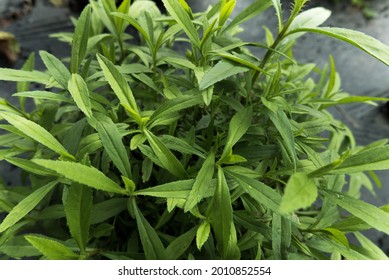 Fresh tarragon herb plant growing in the herbs organic garden, outdoor. Natural green colour. Close up image 