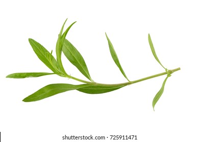 Fresh tarragon herbs, Tarragon herbs close up isolated on white background.