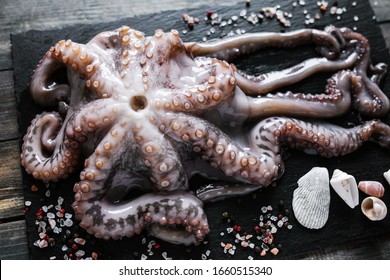 guide to keeping an octopus as a pet lovetoknow on pet octopus for sale sydney