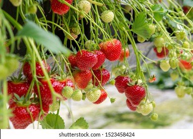 Fresh tasty ready for harvest ripe red and unripe green strawberries growing on strawberry farm in greenhouse