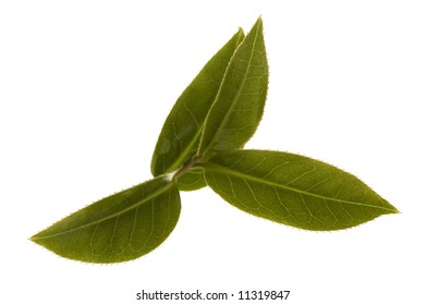 fresh tea branch isoalted on the white background - Shutterstock ID 11319847