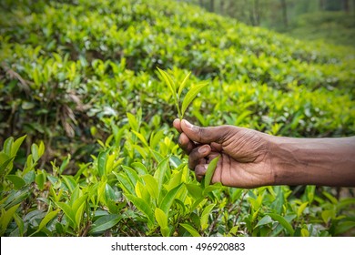 Fresh tea leafs in man's hand at tea garden