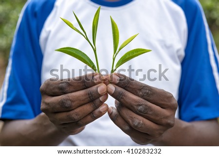 Fresh tea leafs in man's hand, at tea garden