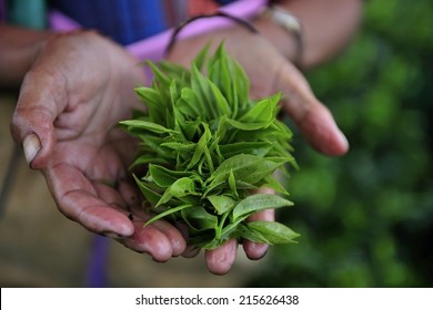 Fresh tea leafs in woman's hand, at tea garden, Darjeeling, India