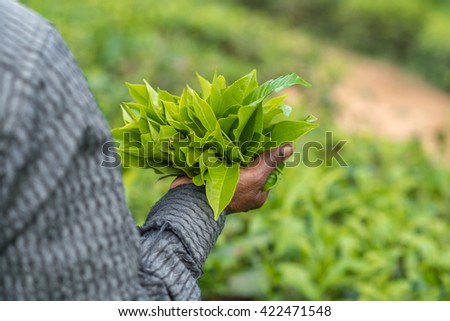 Fresh tea leafs in woman's hand, at tea garden