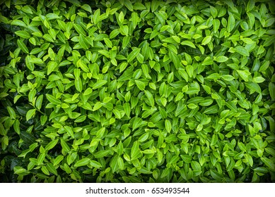 Fresh Tea Leaves