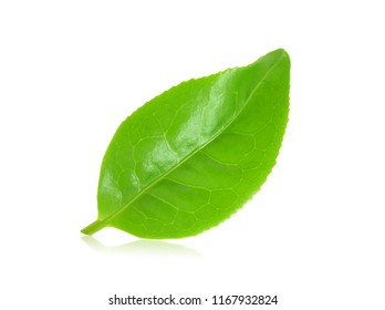 Fresh tea leaves on a white background - Shutterstock ID 1167932824