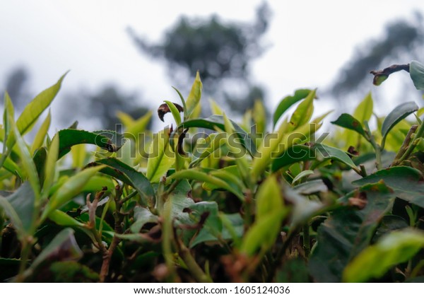 Shutterstock nature image that sell