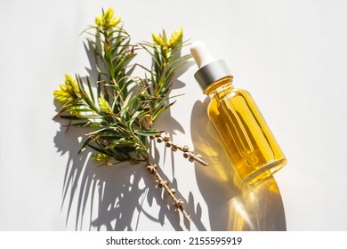 Fresh Tea Tree Branch And Essential Oil On White Background. Tea Tree Oil (Melaleuca Alternifolia)