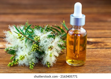 Fresh Tea Tree Branch And Essential Oil On A Wooden Table. Tea Tree Oil (Melaleuca Alternifolia)