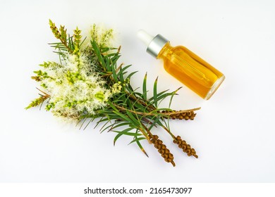 Fresh Tea Tree Branch And Essential Oil On White Background. Tea Tree Oil (Melaleuca Alternifolia)