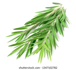 Fresh Tea Tree Isolated On White Background 