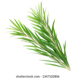 fresh tea tree isolated on white background, top view