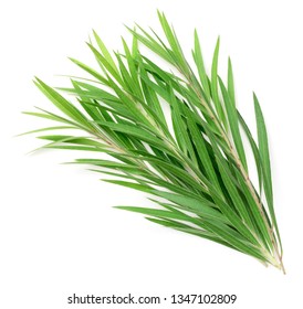 Fresh Tea Tree Isolated On White Background, Top View