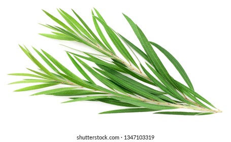 Fresh Tea Tree Isolated On White Background, Top View