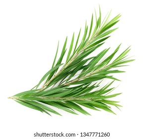 Fresh Tea Tree Isolated On White Background, Top View