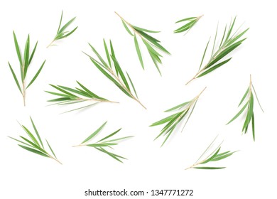 Fresh Tea Tree Isolated On White Background, Top View