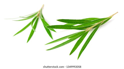 Fresh Tea Tree Isolated On White Background, Top View