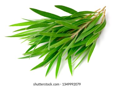 Fresh Tea Tree Isolated On White Background