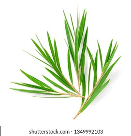 Fresh Tea Tree Isolated On White Background, Top View