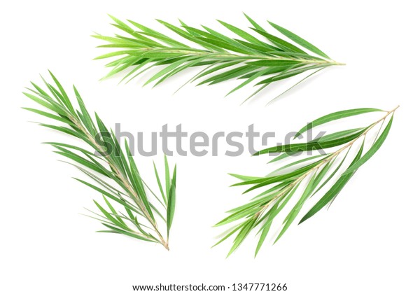 tea tree white background pictures