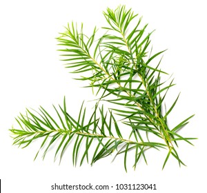 Fresh Tea Tree Leaves Isolated On White