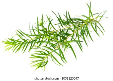 Fresh Tea Tree Leaves Isolated On White