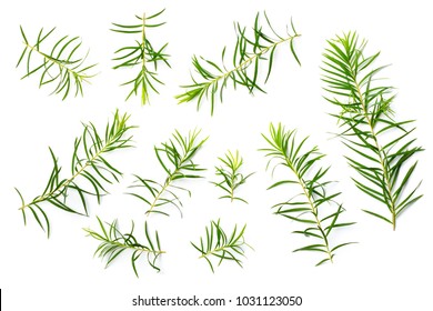 Fresh Tea Tree Leaves Isolated On White