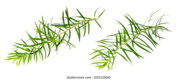 Fresh Tea Tree Leaves Isolated On White