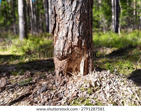 Fresh Teeth Marks on a Pine Trunk, the Tree Stands Unbroken
