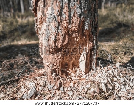 Fresh Teeth Marks on a Pine Trunk, the Tree Stands Unbroken
