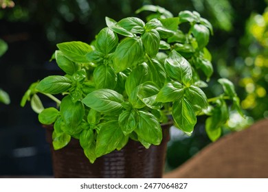 Fresh tender basil in a pot close-up in the sunlight - Powered by Shutterstock