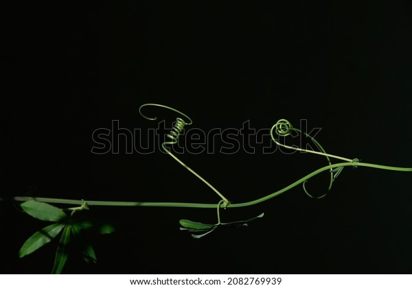 A fresh tendril of a passionflower plant on\
the black background. Copy\
space.