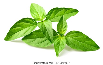 Fresh Thai Basil Isolated On White Stock Photo 1317281087 