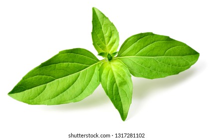 Fresh Thai Basil Isolated On White Stock Photo 1317281102 | Shutterstock