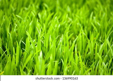 Fresh Thick Grass Closeup