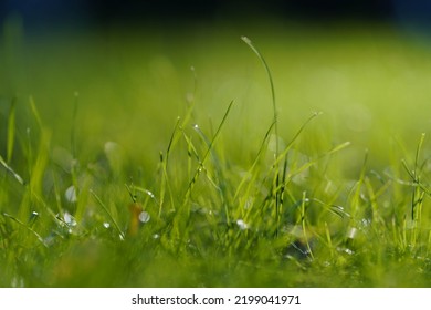 Fresh Thick Grass Closeup.photo At Sunset.