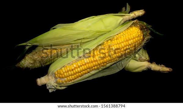 Fresh three corn isolated black