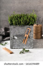 Fresh Thyme Herb In Metal Pot With Wooden Plant Label Over Kitchen Table  Grey Stone Wall At Background. Selective Focus.