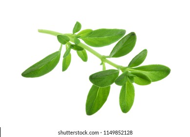 Fresh thyme spice isolated on white background - Shutterstock ID 1149852128