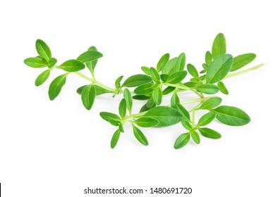 Fresh thyme spice isolated on white background - Shutterstock ID 1480691720