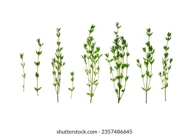 Fresh thyme sprigs isolated on white background. Top view, flat lay.