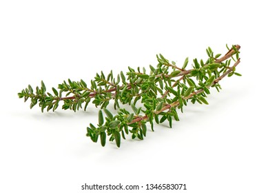 百里香图片 库存照片和矢量图 Shutterstock