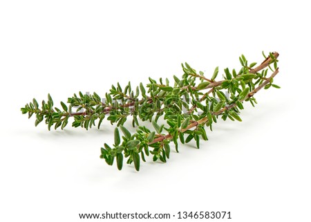 Fresh thyme sprigs, spice, close-up, isolated on white background.